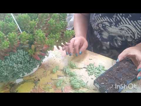 Видео: очитки седумы (дубль 2).размножение.