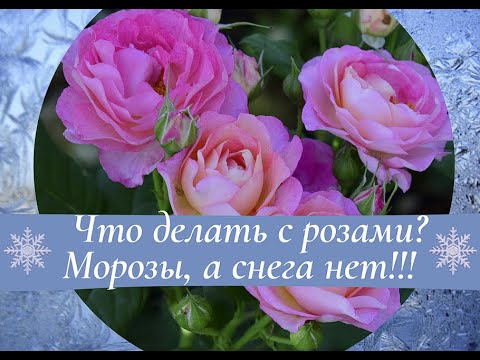 Видео: Что делать с розами? Морозы, а снега нет!
