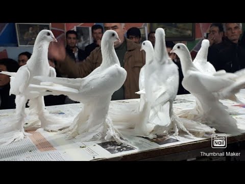 Видео: ТЕБРИЗКИЕ ИГРОВЫЕ БОЙНЫЕ ГОЛУБИ  ИРАН Г ТЕБРИЗ IRAN 🇮🇷  #tauben #pigeons