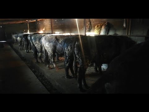 Видео: Бука🐂Байлоо💲бизнеси. ЫСЫК-КОЛ,🌅Жети огуз, с Ырдык