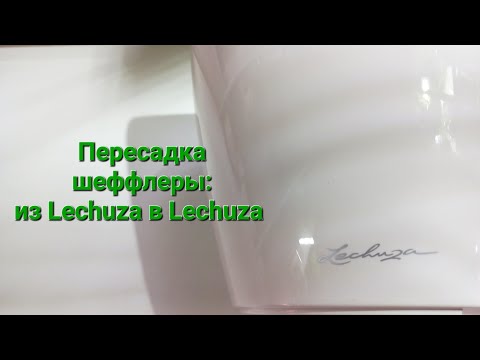 Видео: 340. Цветы: Пересадка шеффлеры из Lechuza в Lechuza. 