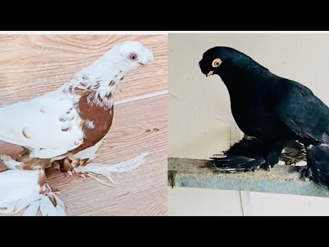 Видео: 7.Iyun кара камиш каптар бозори🔥