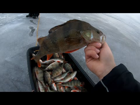 Видео: Ловим коматозного окуня! КЛЮНЕТ  ЛИ ЖИРНЫЙ ОКУНЬ ??? Зимняя рыбалка Ильмень 2020.