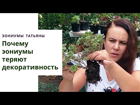 Видео: Что делать, когда эониумы теряют декоративность? Уход в домашних условиях