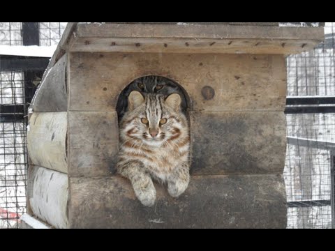 Видео: Люди приютили истощённого котёнка, а он оказался вовсе не домашним котом!