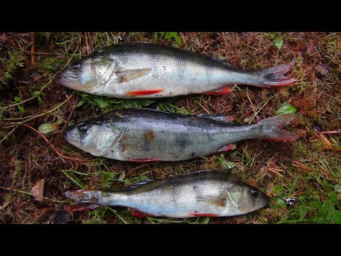 Видео: Знакомство с Карелией. Марс атакует. Часть 1