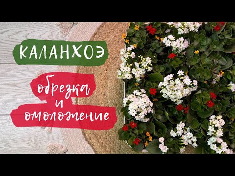 Видео: Каланхоэ | Обрезка и омоложение