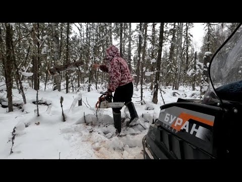 Видео: Охота на лося скрадом ( подхода). Охота была успешной. ЛОСЬ добыт.