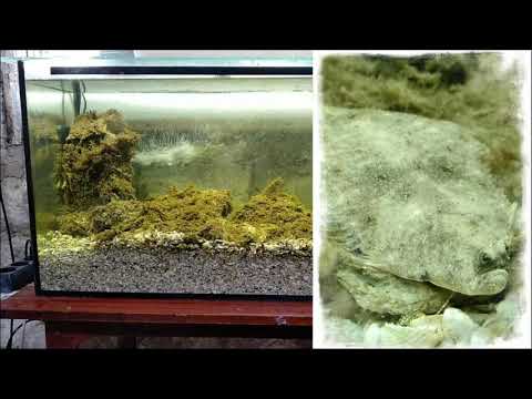Видео: Камбала в аквариуме/Flounder in the aquarium
