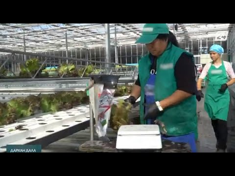 Видео: Жылыжай кешені | ДАРХАН ДАЛА