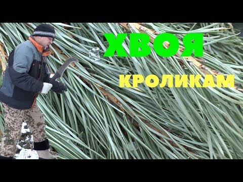 Видео: Инструкция по заготовке и применению хвои для кроликов