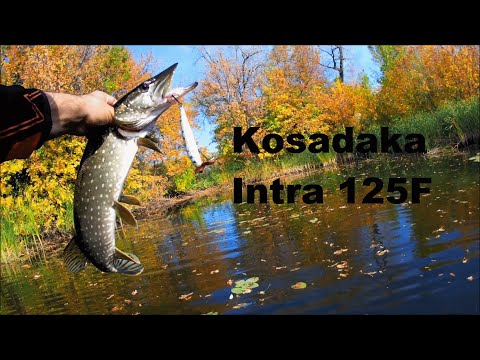 Видео: РЫБАЛКА НА ЩУКУ. Вся рыба на один воблер Kosadaka Intra XS 125F.