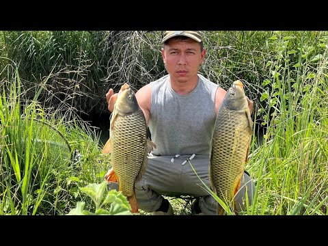 Видео: Открытие рыбалки в Алматы. Лучшая рыбалка за 30 лет. Просто Гиганты Сазаны, миниречка!