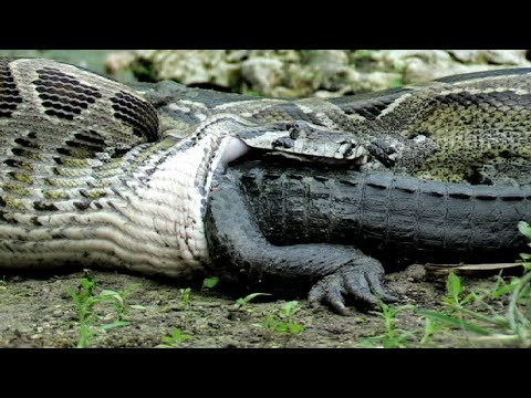 Видео: Необычные и Странные Действия Животных