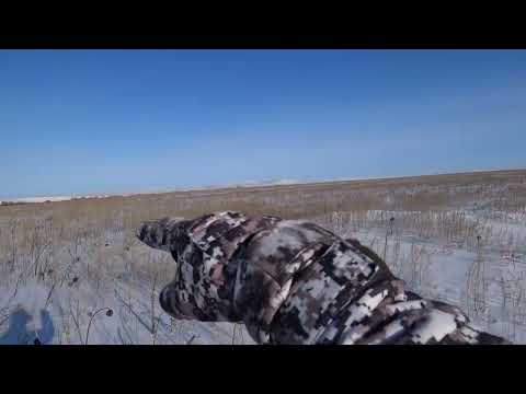 Видео: Охота на зайца в -28 "Наказ жены выполнил"