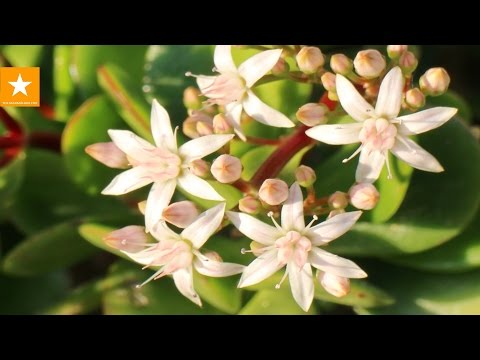 Видео: ДЕНЕЖНОЕ ДЕРЕВО: уход, пересадка, как заставить зацвести. Секретики от Мармеладной Лисицы. CRASSULA