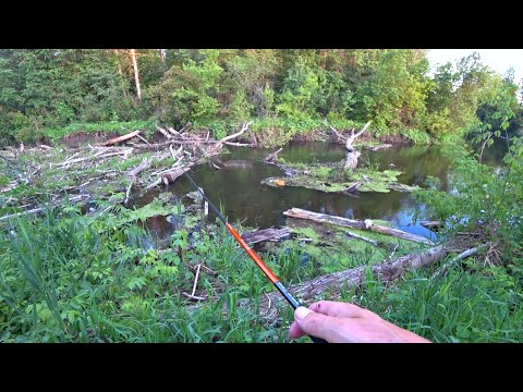 Видео: РЫБАЛКА СРЕДИ КОРЯГ НА РАЗНУЮ РЫБУ! ДИКИЕ ПОКЛЁВКИ, АЖ ДО МУРАШЕК! Рыбалка летом 2024.