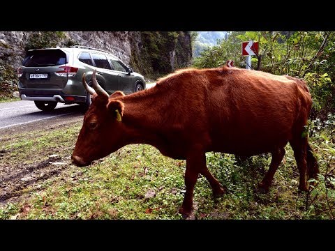 Видео: Топовый Subaru Forester