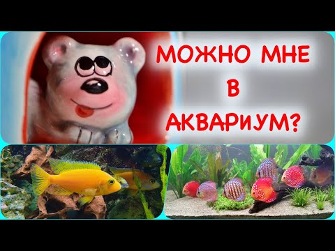 Видео: Что нельзя в помещать аквариум