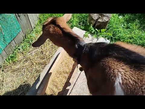 Видео: Полезный завтрак для коз