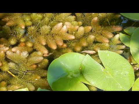 Видео: Заключительное видео канала Аквариумные Новости.