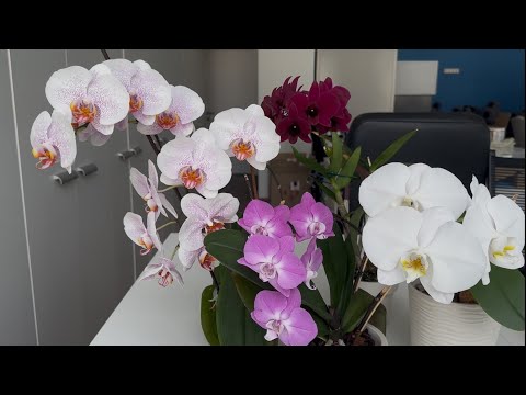 Видео: Квіти не вдома)
