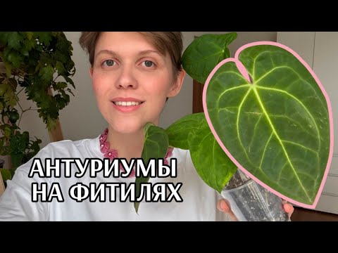 Видео: Эксперимент Часть 2: антуриумы на фитильном поливе больше месяца |Работает ли? |Промежуточные итоги