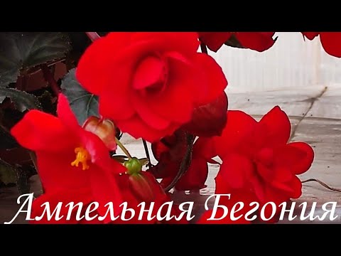 Видео: Моя Бегония в ноябре. Новые сорта, новые семена Бегоний.