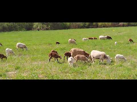 Видео: Разведение катумских овец в Беларуси: апрель 2024.