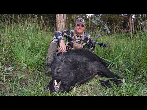 Видео: Один из моих самых больших кабанов с луком.
