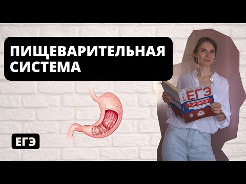 Видео: Пищеварительная система