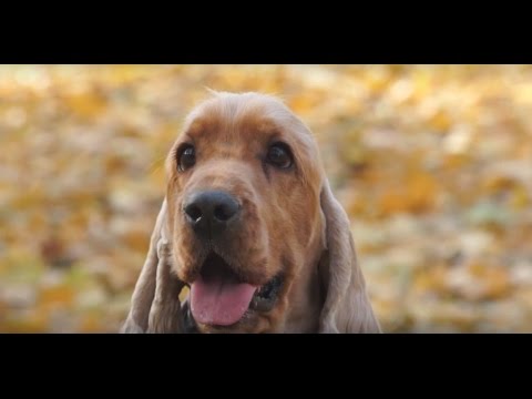 Видео: Кокер Спаниель ➠ Узнайте все о породе собаки