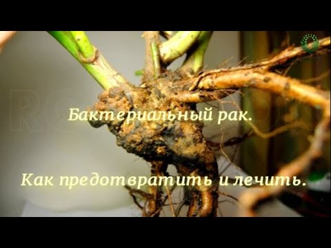 Видео: .Бактериальный рак. Как предотвратить и лечить. Питомник 🌹 и 🌲 Е. Иващенко