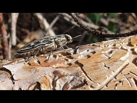 Видео: Определение категории санитарного состояния дерева. Сосна обыкновенная