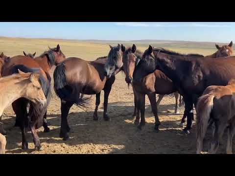 Видео: Будка, загон, лошади, степь. Все как нужно. #айгыр #лошади#жылкы #интересно #жеребец#