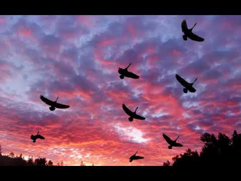 Видео: Обычное дело желать людям счастья