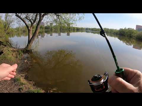 Видео: Мормышинг. Ивановский пруд, разведка 30 апреля 2024 года