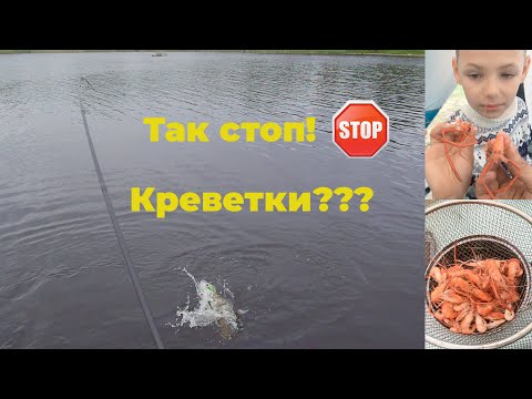 Видео: Наловили КРЕВЕТОК в Тверской области???. Рыбалка в Удомле. Спиннинг, донка, раколовки.