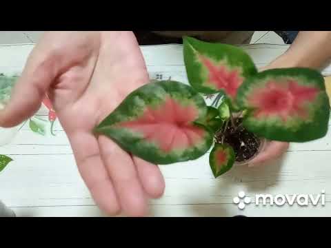 Видео: Комнатные цветы. Каладиумы. Размножаю семенами.#комнатныецветы#каладиум#каладиумсеменами