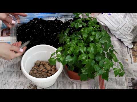 Видео: Радермахера. Пересадка. [Надежда и мир]