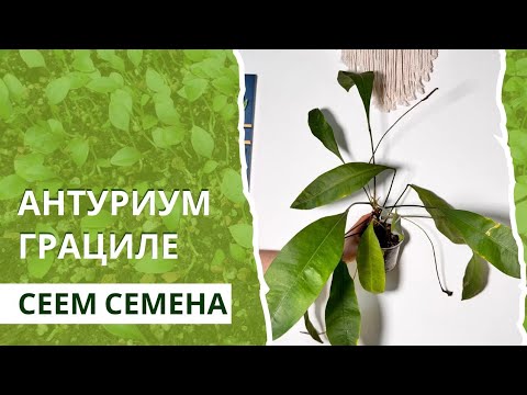 Видео: Антуриум Грациле , СЕЕМ СЕМЕНА АНТУРИУМА