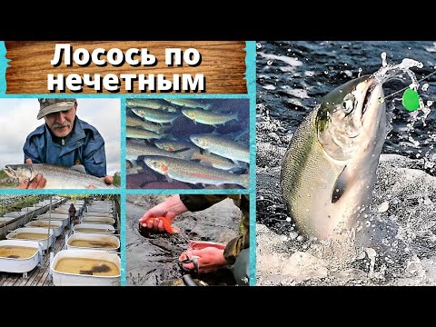 Видео: Лосось по нечетным.