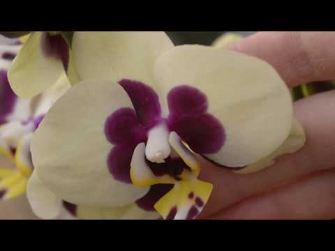 Видео: МОЯ ОРХИДЕЯ БУДЕТ ЦВЕСТИ КРУГЛЫЙ ГОД ПОСЛЕ ПОКУПКИ ОРХИДЕИ ! ОБЗОР ОРХИДЕЙ 8 МАРТА 2020