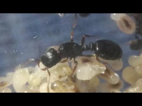 Видео: Знаешь ли ты тетростронгов? Tetramorium caespitum. Strongylognathus testaceus