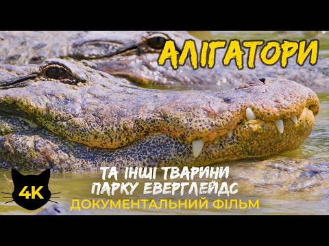 Видео: Алігатори та інші мешканці парку Еверглейдс, Флорида - Документальний фільм про тварин 4К HDR