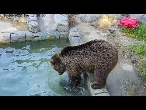 Видео: Даже медведь моет за собой посуду после еды!