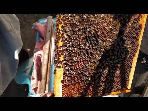 Видео: Матка трутовка весной.Что делать?Подкормка пчелосемей(12.03. 2020г.)