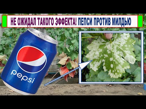 Видео: 🍇 Что будет, если ОБРАБОТАТЬ ВИНОГРАД ПЕПСИ КОЛОЙ. Как можно бороться с милдью безопасным средством.