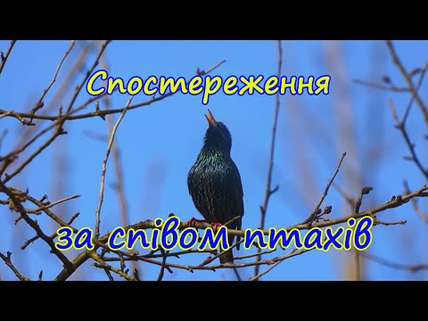 Видео: Спостереження за співом птахів