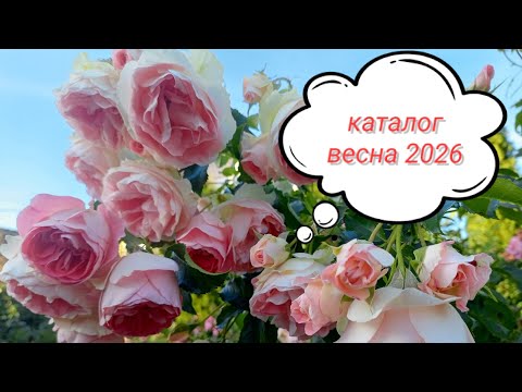 Видео: Каталог на весну. Осенние краски🍁🌹